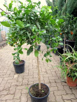 Tahiti-Limette - Persische Limette - Citrus latifoliia - Cocktaillimette -160cm extra